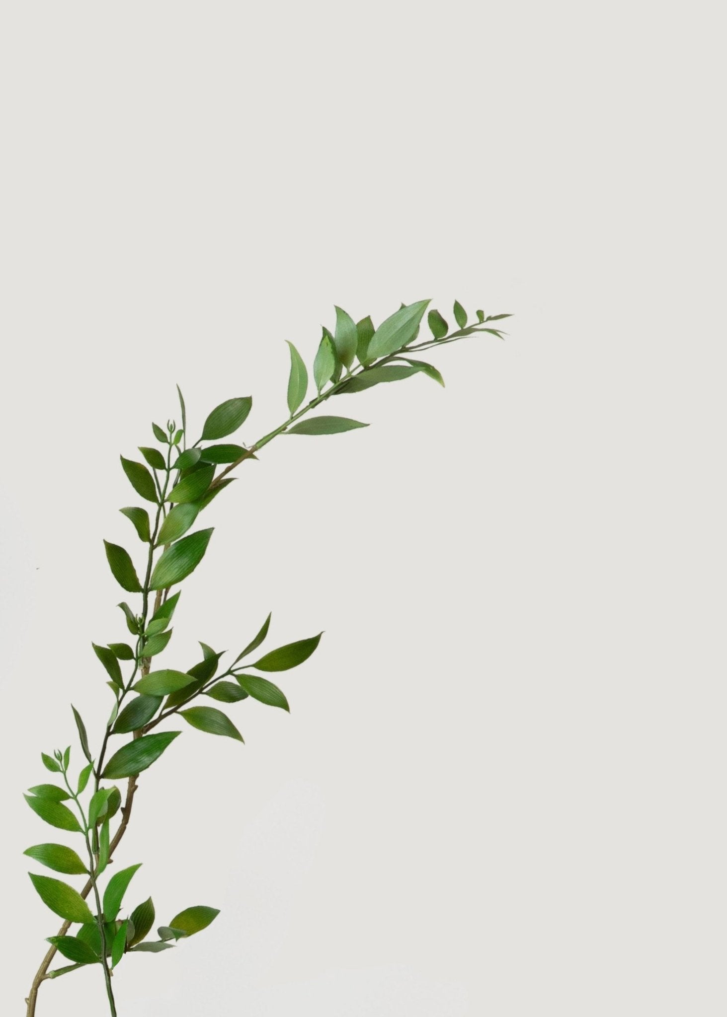 Tall Artificial Broadleaf Podocarpus Branch - 55" - Sweet Water Decor - Faux Plant