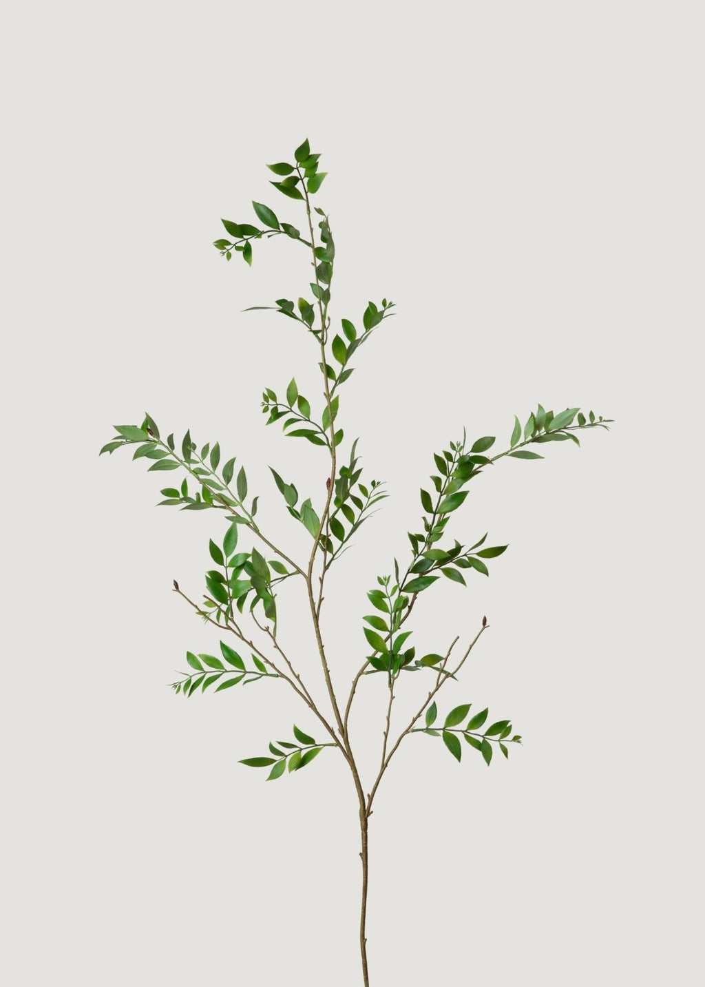Tall Artificial Broadleaf Podocarpus Branch - 55" - Sweet Water Decor - Faux Plant