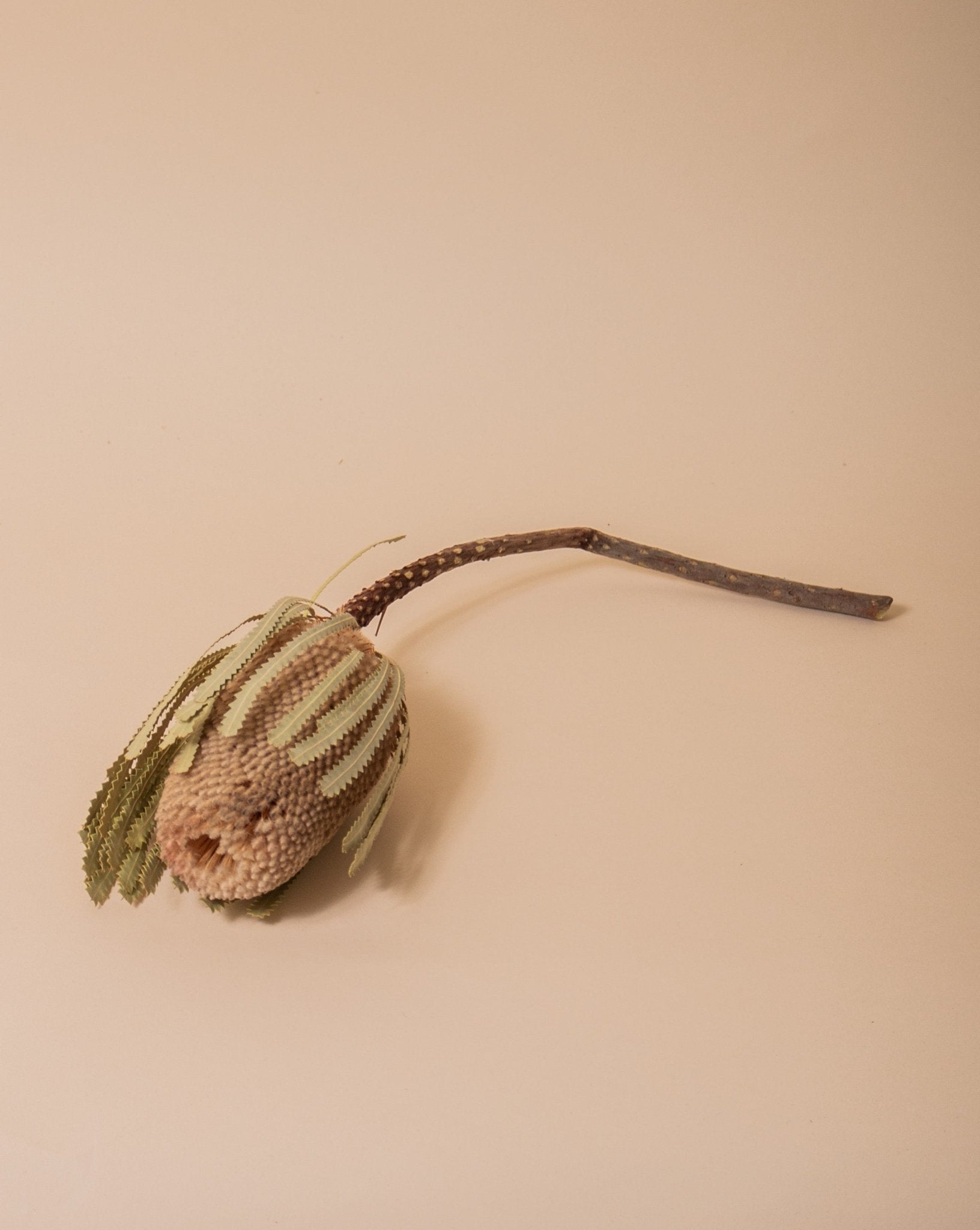 Banksia Natural - Sweet Water Decor - faux flower